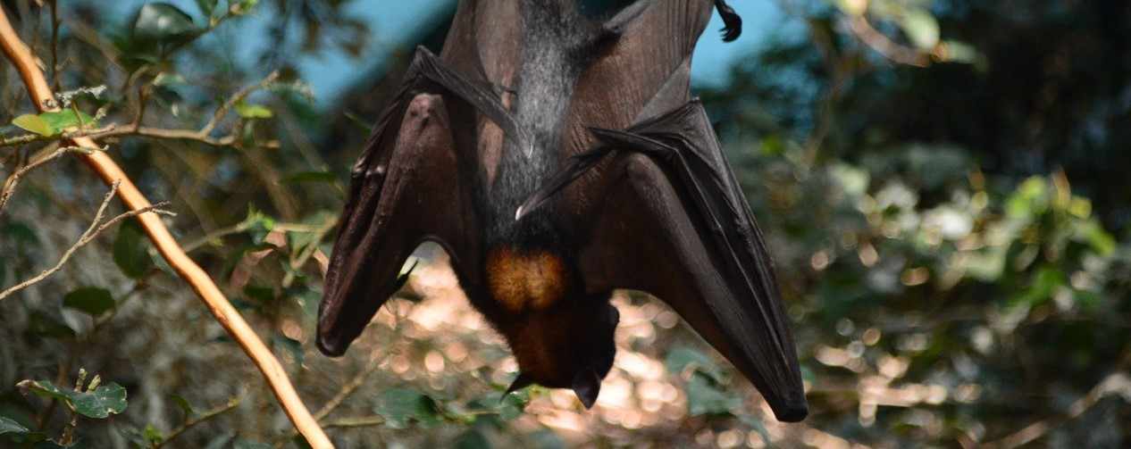 Νυχτερίδες: Μύθοι και αλήθειες