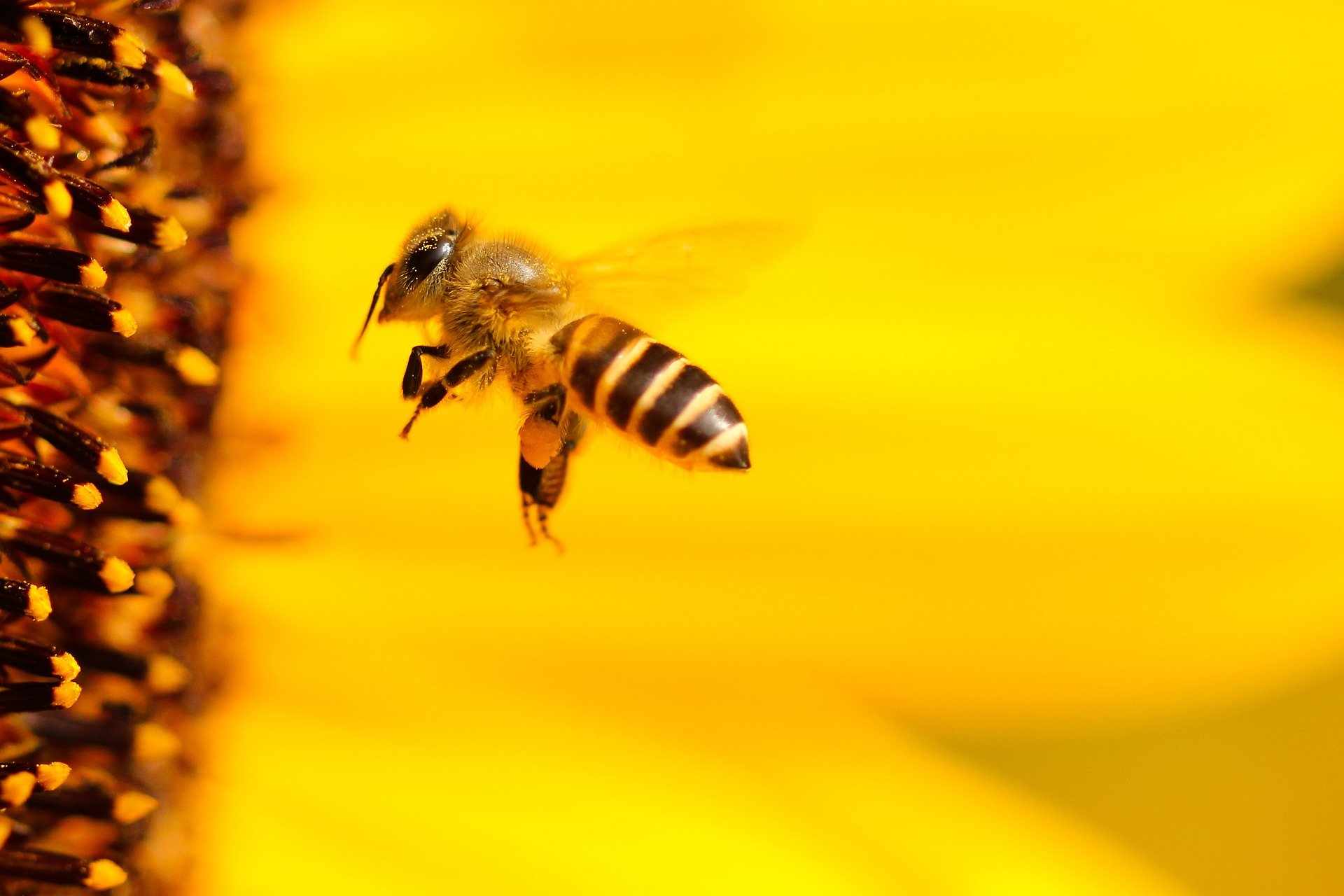 Διατροφική απειλή η εξαφάνιση μελισσών