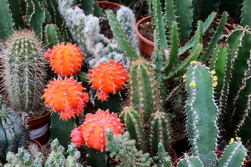 The «Cyprus Cactus and Succulent Society», is organising its «12th Annual Exhibition of Cacti and other Succulents»