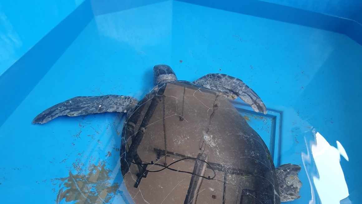 Μια αρσενική Πράσινη Χελώνα διασώθηκε σε Παραλία της Λάρνακας