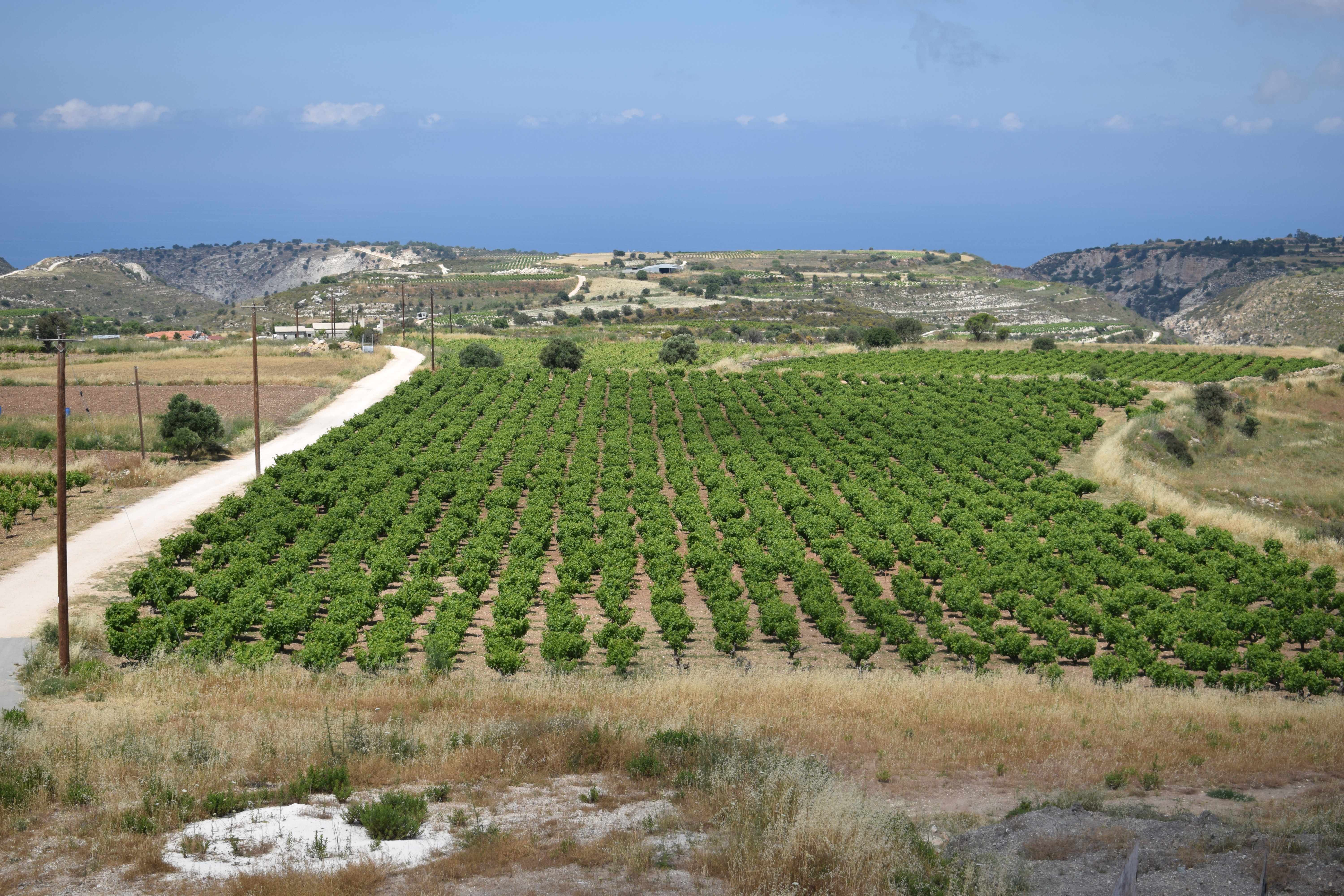 1ο Παγκύπριο συνέδριο για το Κυπριακό κρασί 24 και 25 Νοεμβρίου