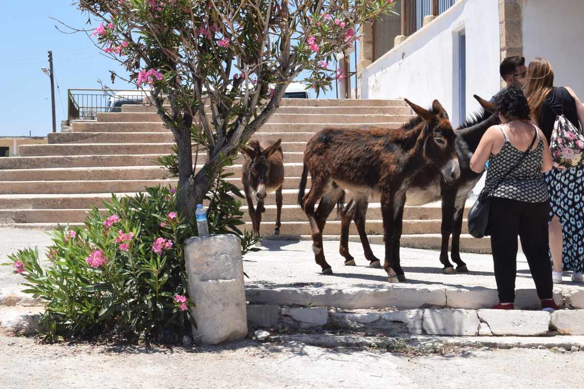 Where Donkeys Come to Church