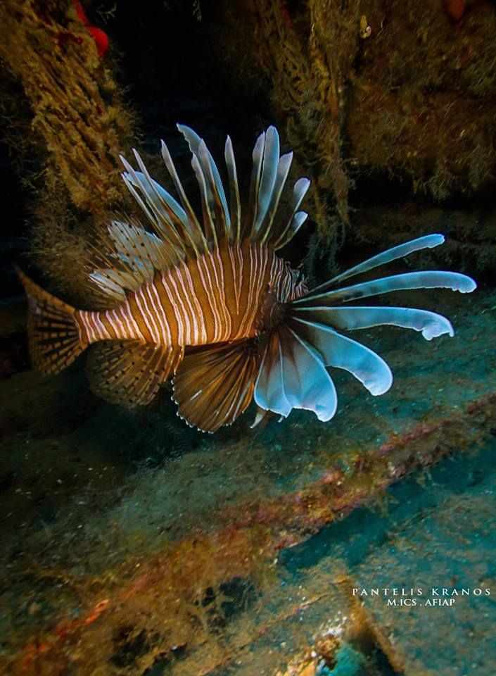 Marine Life in Cyprus