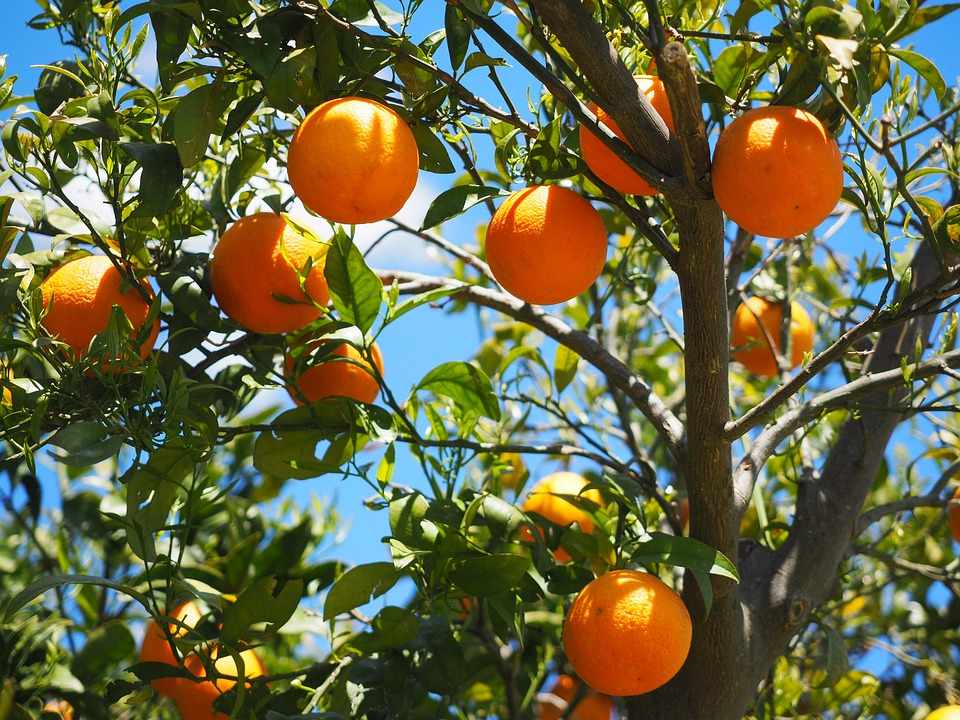 «Πορτοκαλιά του Καραβά» Κερύνειας ή Κυθήρων;