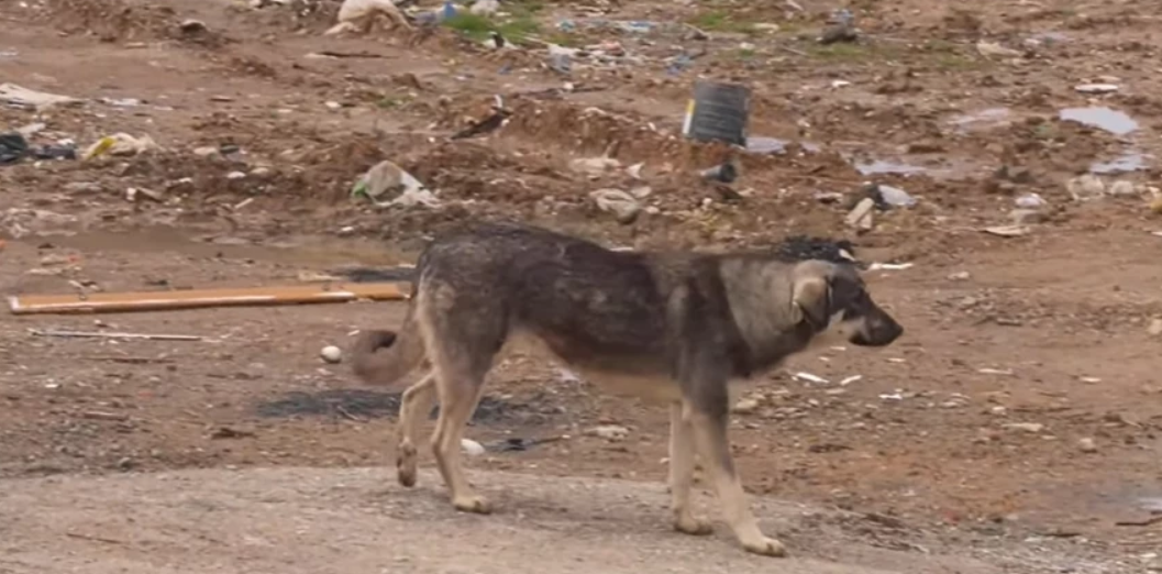 Θεσσαλονίκη: Πρόστιμο 30.000 ευρώ σε άνδρα που σκότωσε αδέσποτο σκύλο