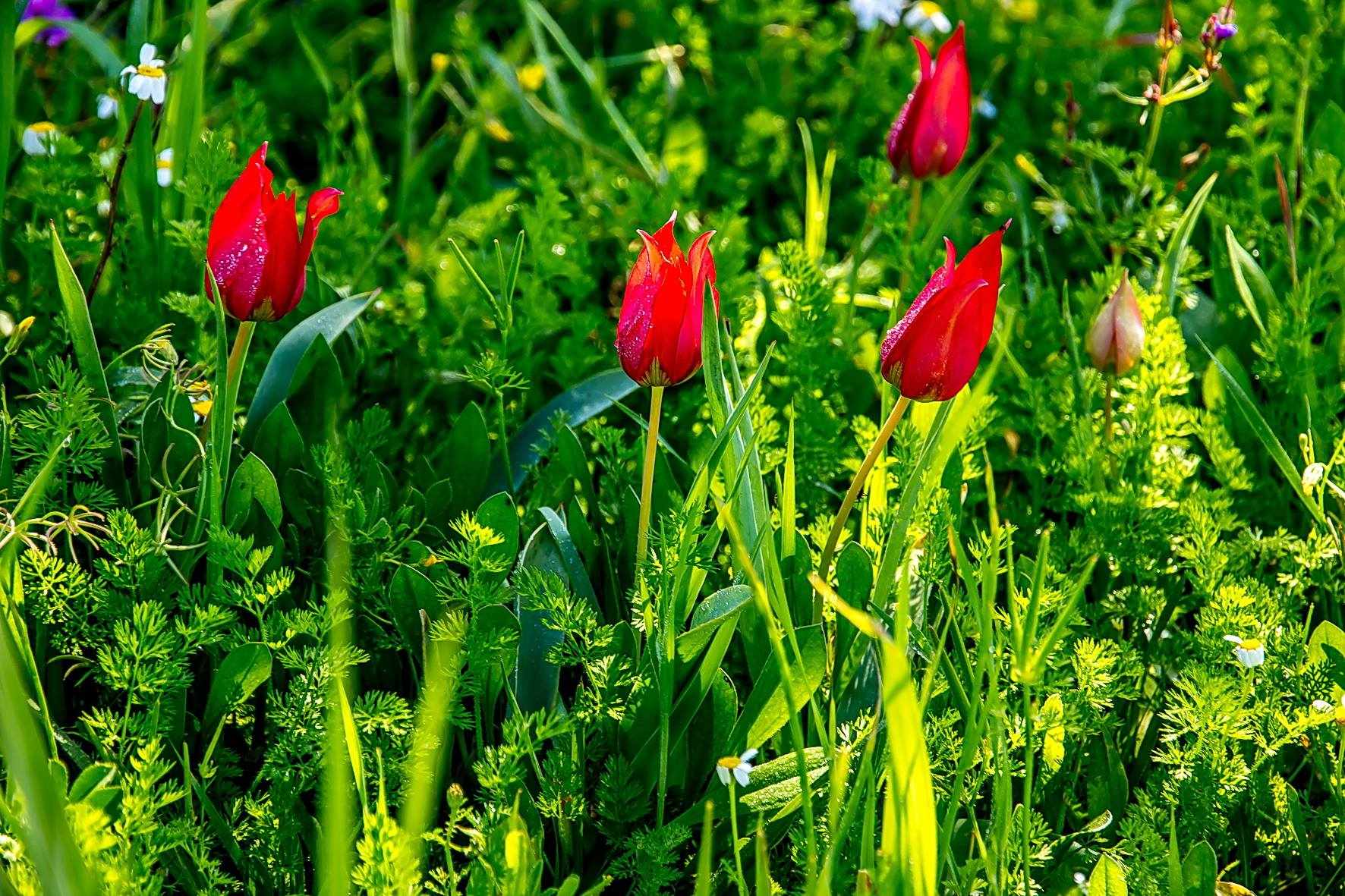 Деревня Полеми области Пафоса готовится к ежегодному Фестивалю диких тюльпанов 2018
