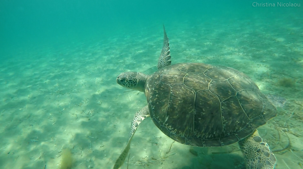 Sea turtles of Cyprus: An environmental “wound”