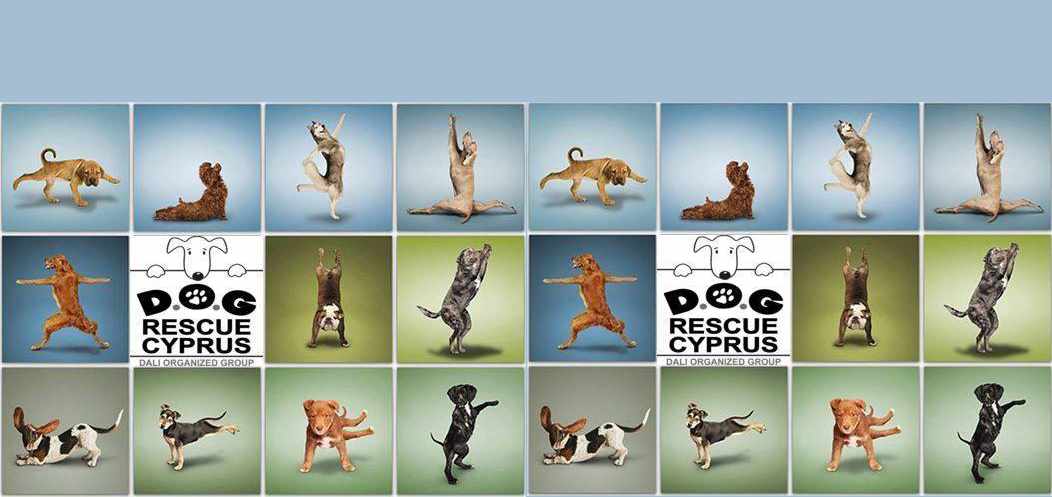 Hatha yoga & AcroYoga Jam for Dogs in Need