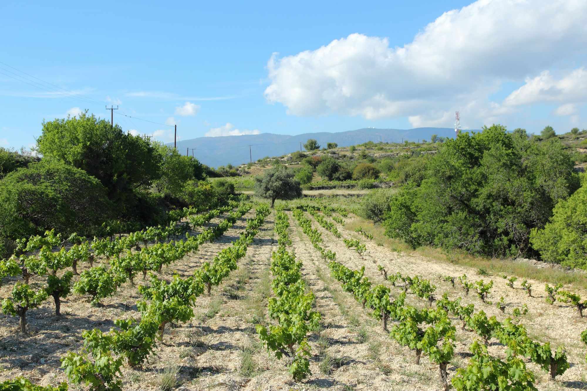 The Wine Routes of Troodos