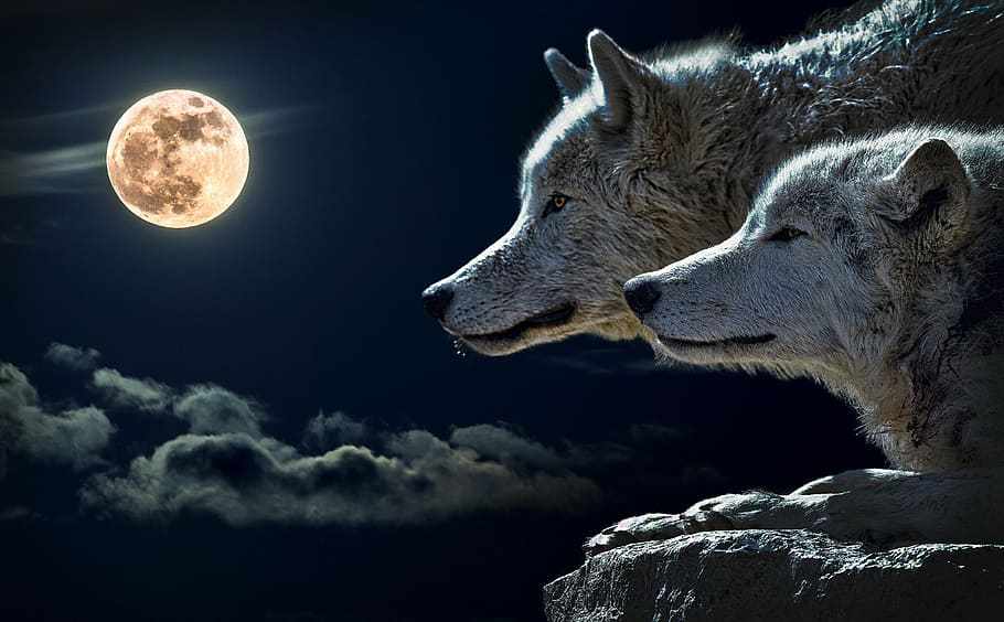 The First Full Wolf Moon 2020