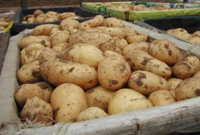 6-й Всекипрский фестиваль картофеля