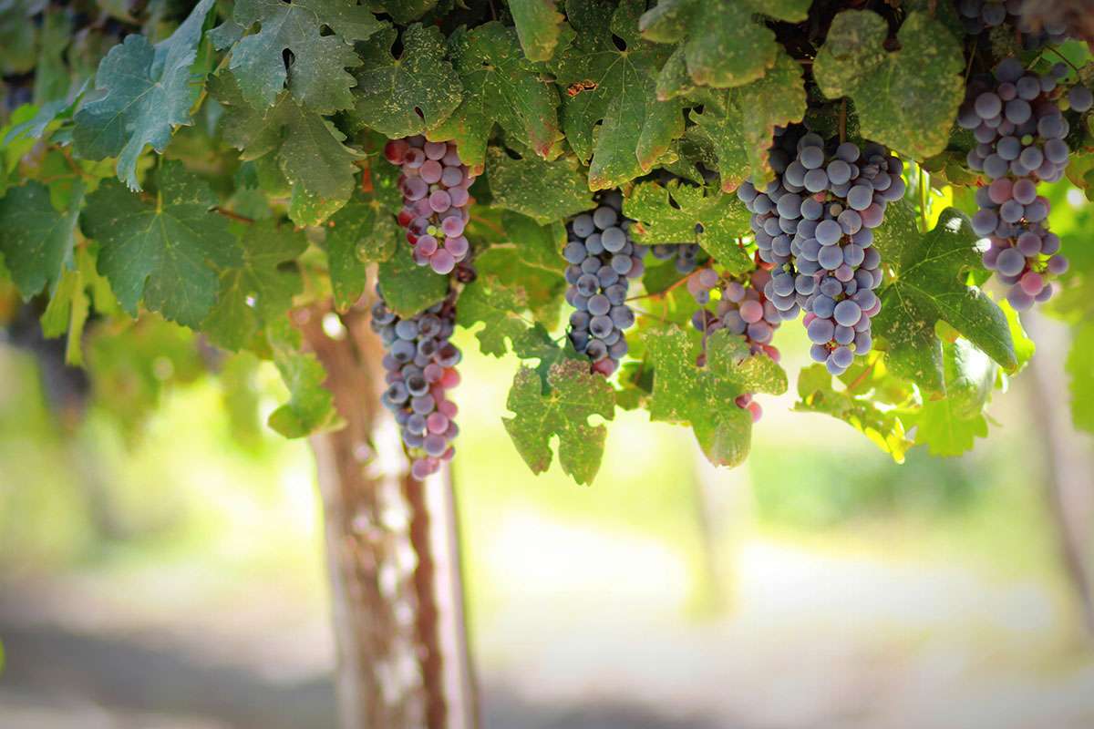Wines - Wineries in Cyprus
