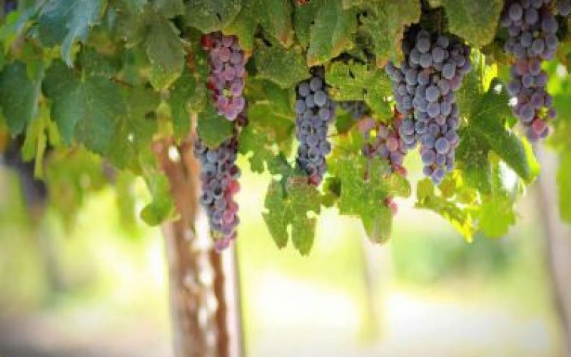 Вина и винодельни на Кипре