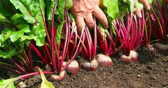 Pantzarosalata(Beetroot Salad) - Recipe