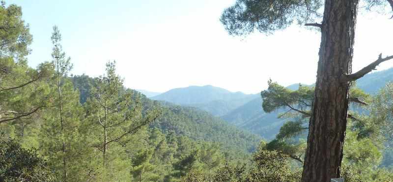 Кипрские леса прекрасны 