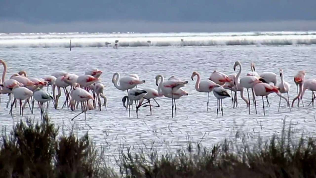 Aliki (Salt Lake) Limassol