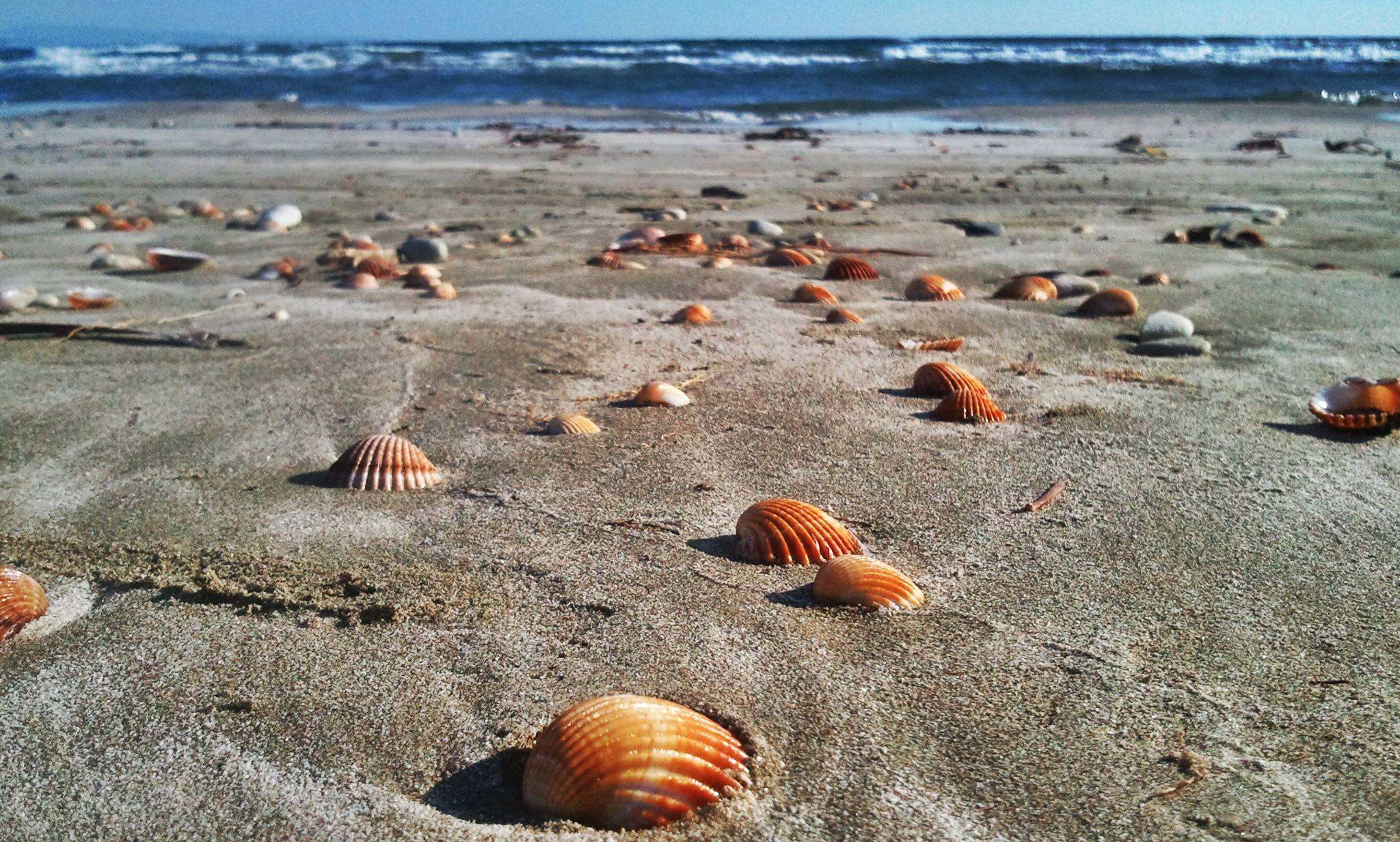 Lady's Mile Beach