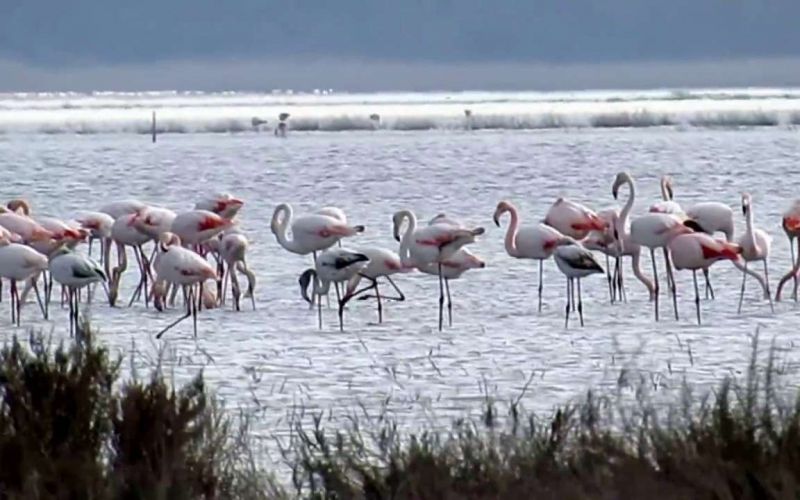 Aliki (Salt Lake) Limassol