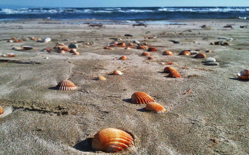 Lady's Mile Beach