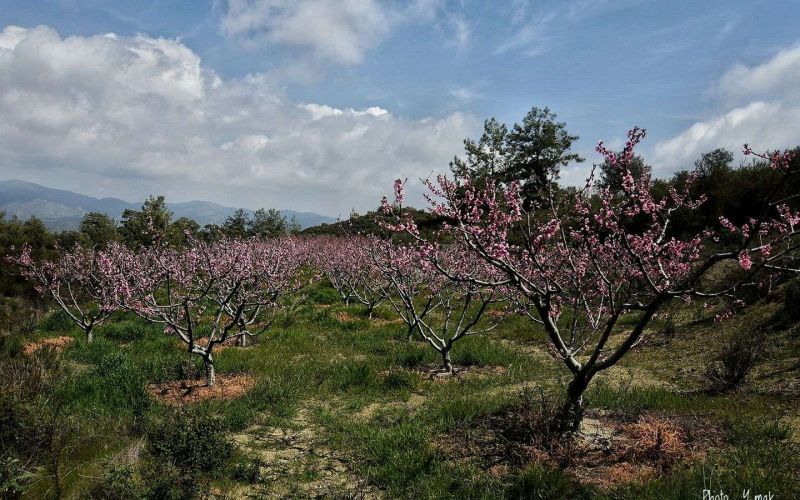 Σανίδα Λεμεσού