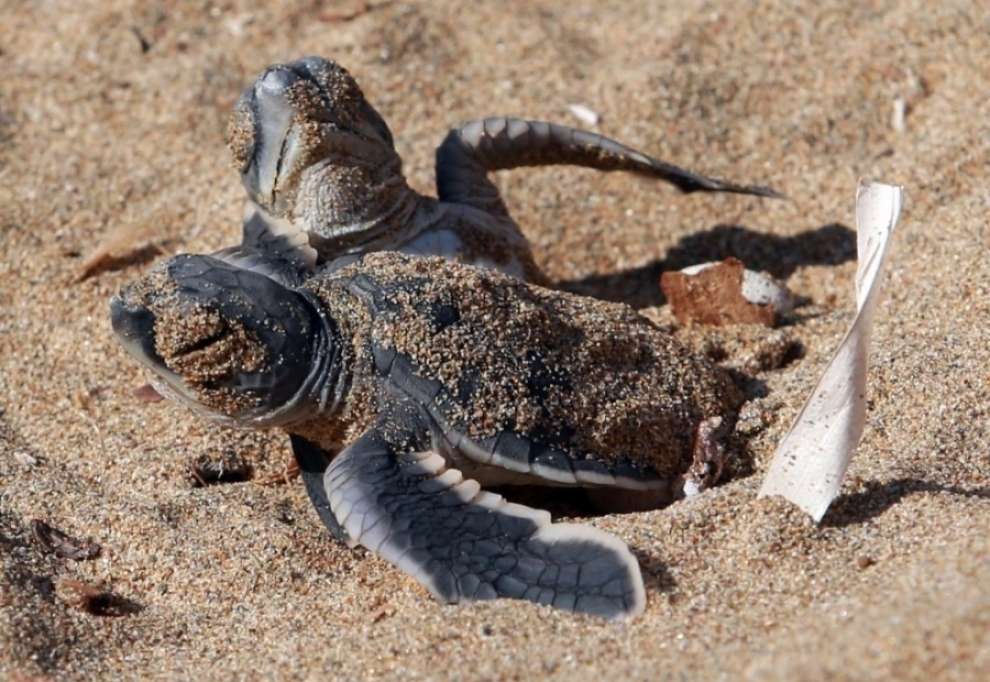Мясо морских черепах. Черепаший пляж Кипр. Черепахи на Кипре. Черепаший пляж Северный Кипр.