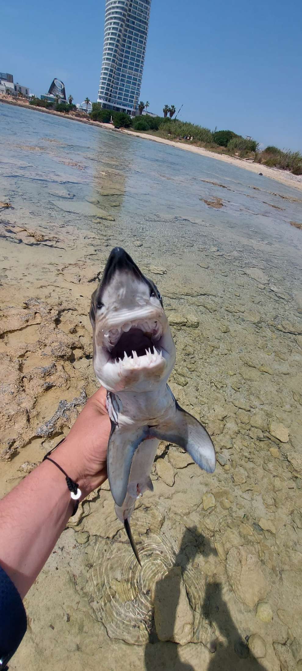A Shark Was Found On The Beach Of Ayia Napa See The Photos