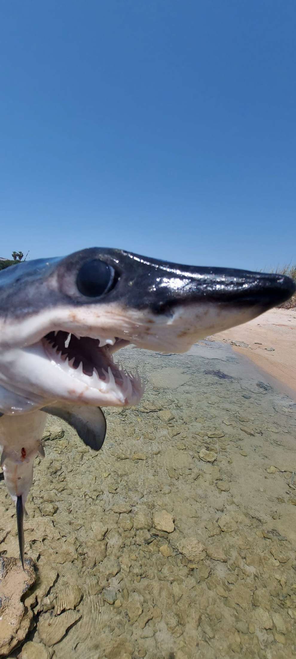 A Shark Was Found On The Beach Of Ayia Napa See The Photos