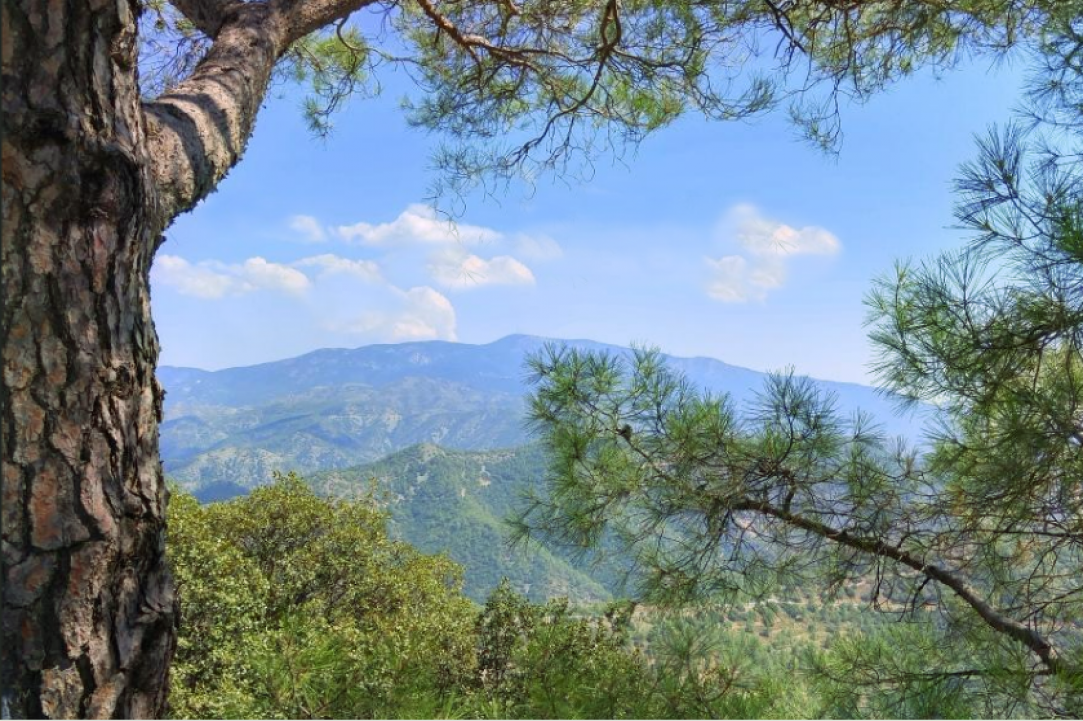 Nature Trail Artemis