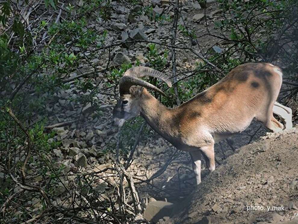 Η Κύπρος είναι γνωστή για την πλούσια πανίδα της