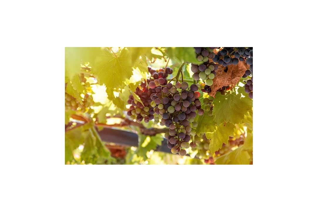 bunch-of-grapes-4610050_640