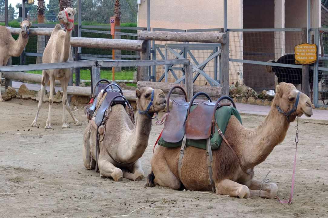 Camel Park - Mazotos 1
