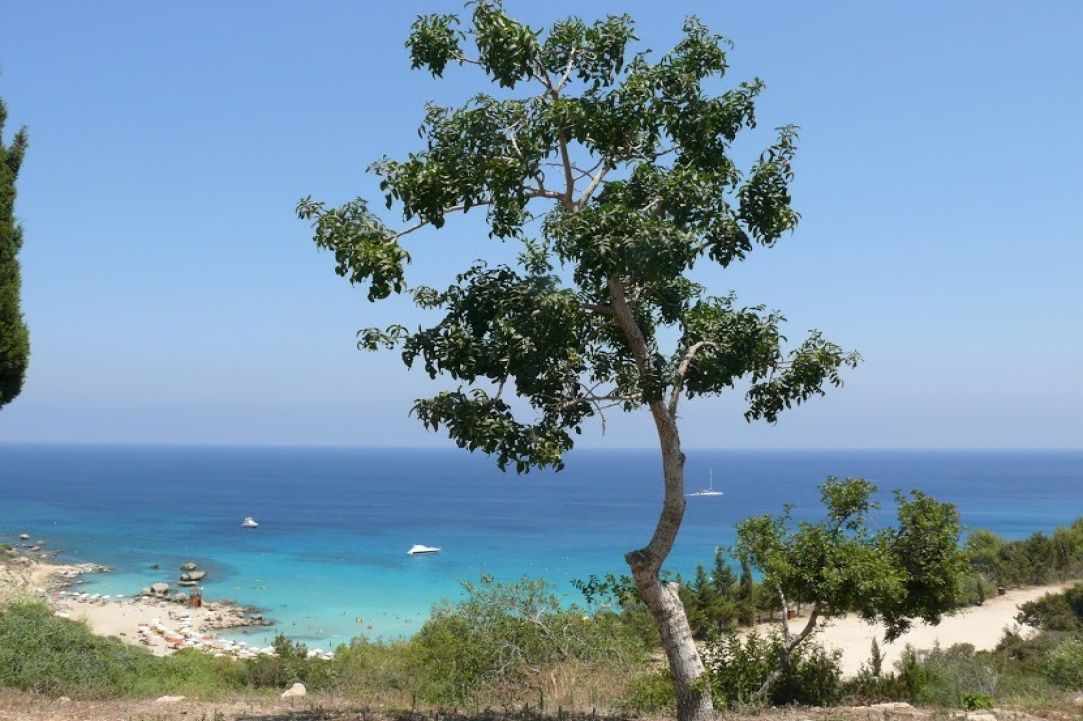 Cyprus_Protaras -the famous Fig Tree Bay.jpg