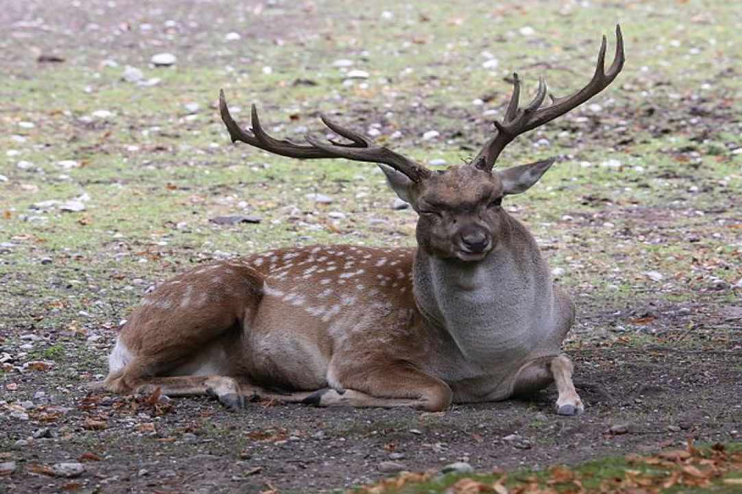 Deer marie
