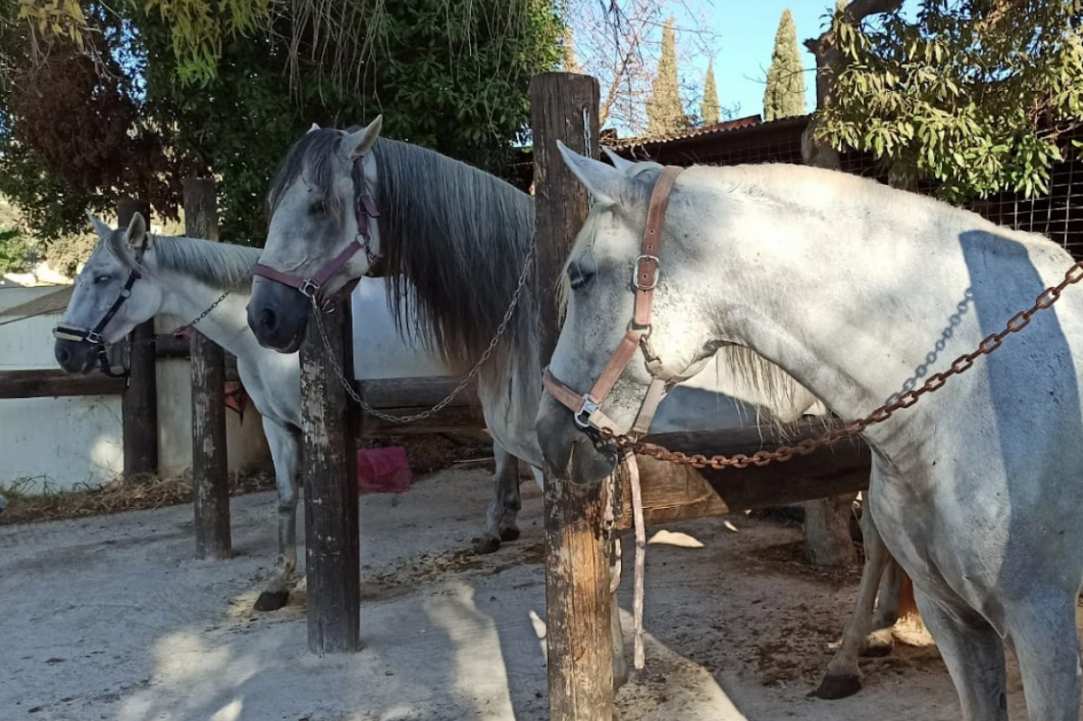 Georges Ranch - Horse Riding in Pafos