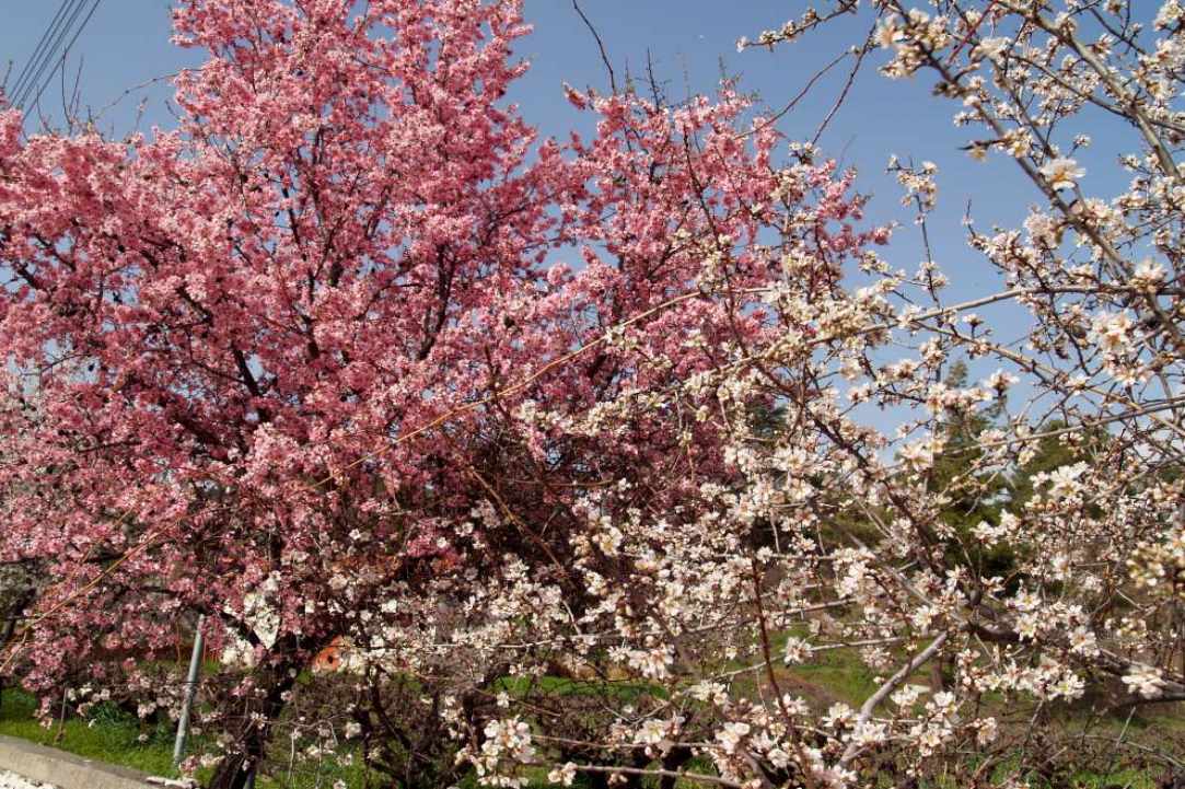 pink-almond-blossoms-cyprus-1jpg