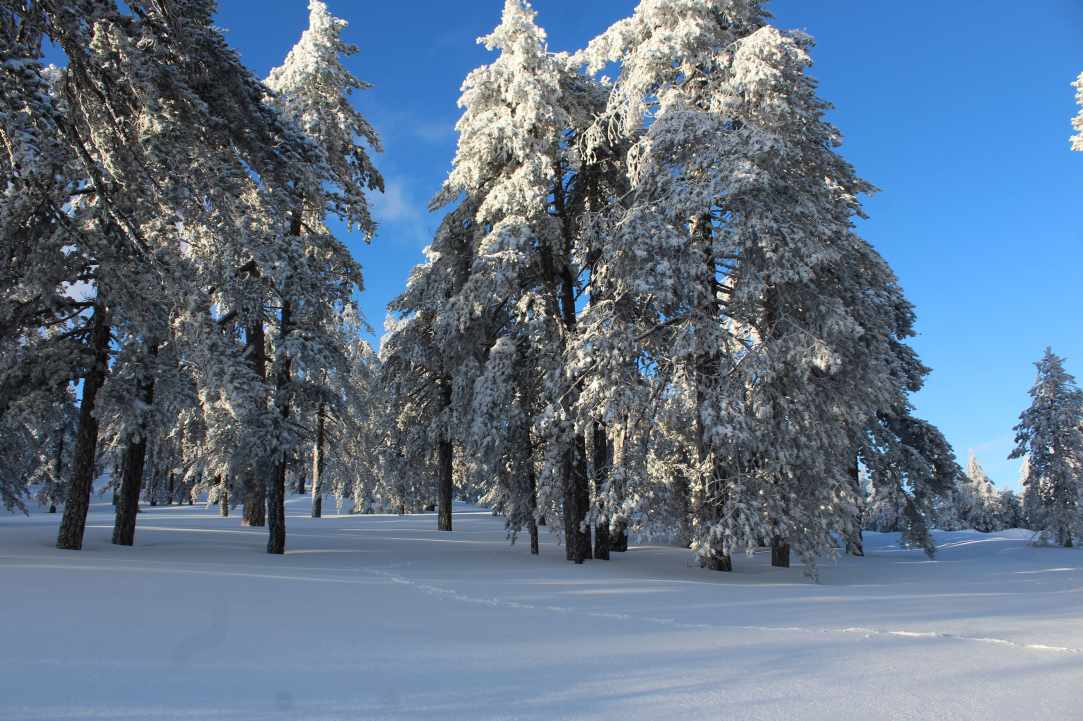 Snowy trees Troodos Cyprus mountain