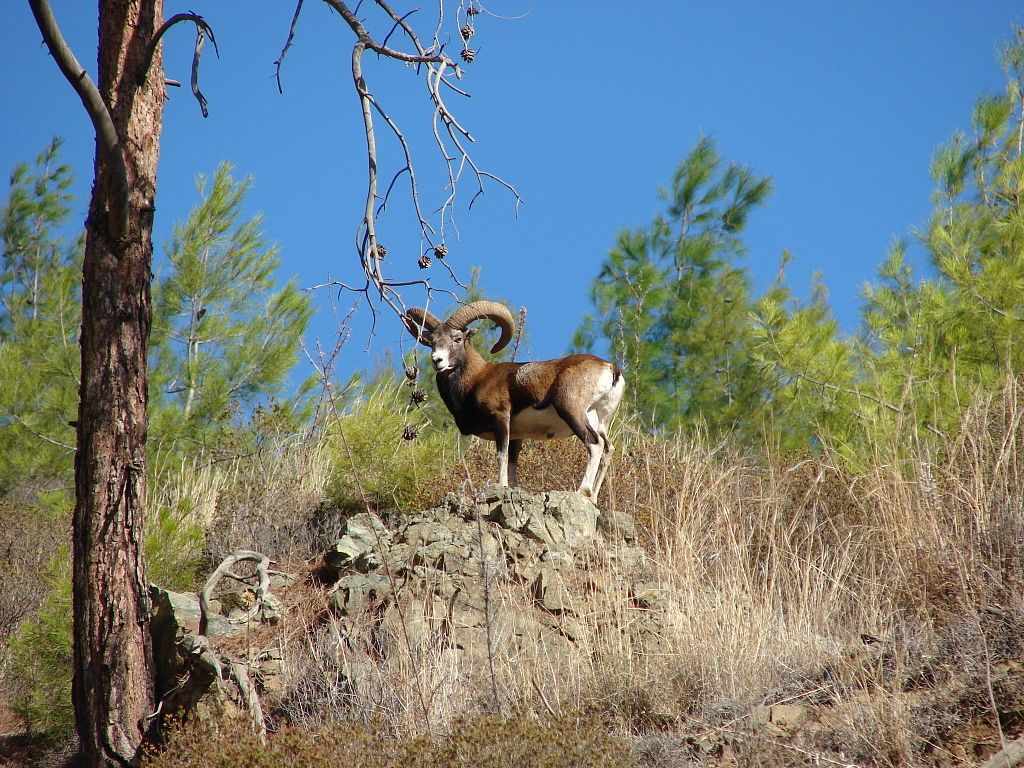 Cyprus mouflon (Ovis orientalis ophion )