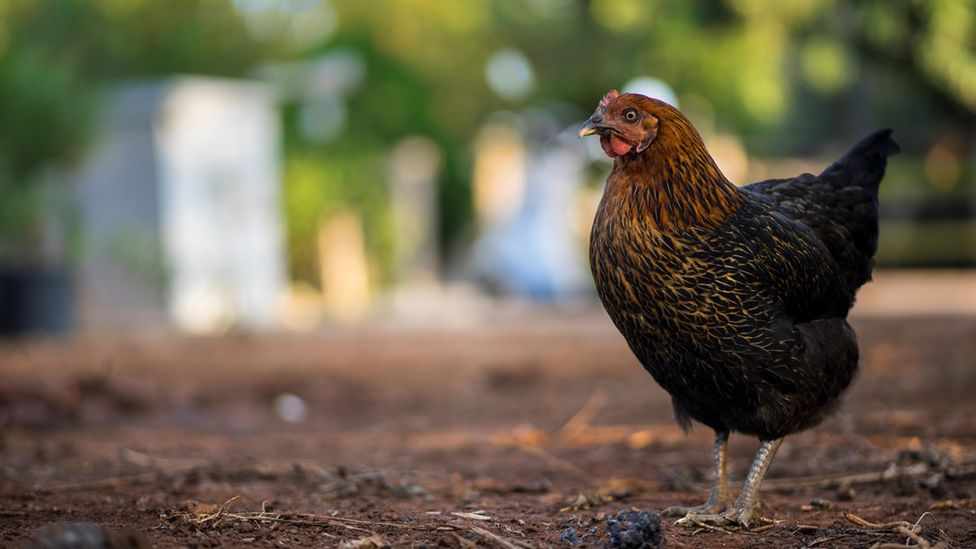 After the coronavirus - Now again the bird flu