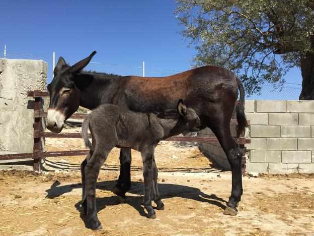 1st of May, let's go to the Golden Donkeys Farm!