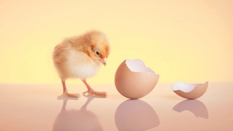 Τελικά η κότα έκανε το αυγό ή το αυγό την κότα;
