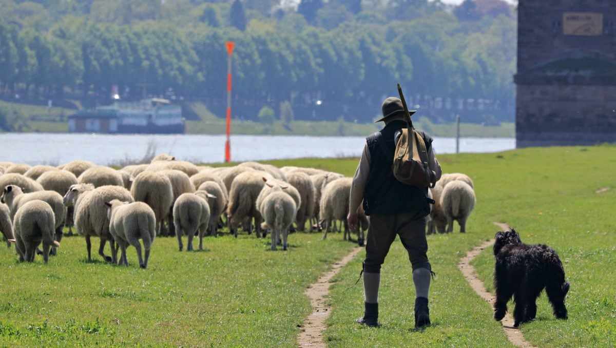 Giorti tou Voskou (The Annual Feast of the shepherd)