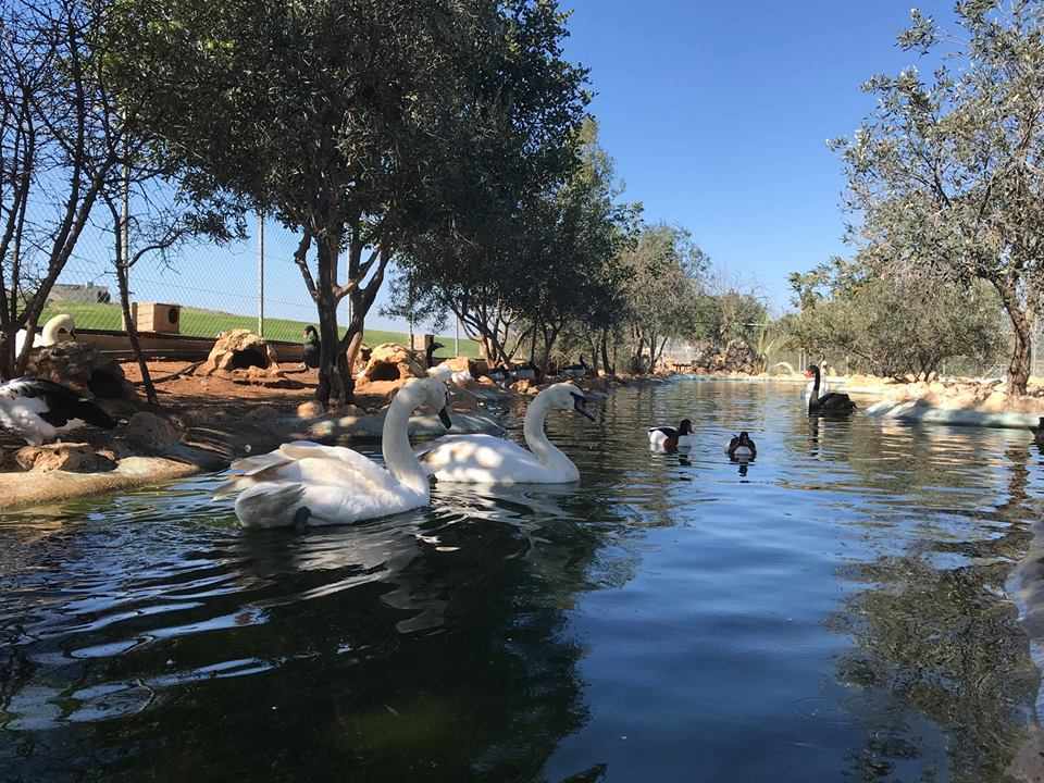 "Melios" πάθος και αγάπη για τα πουλιά και τα ζώα