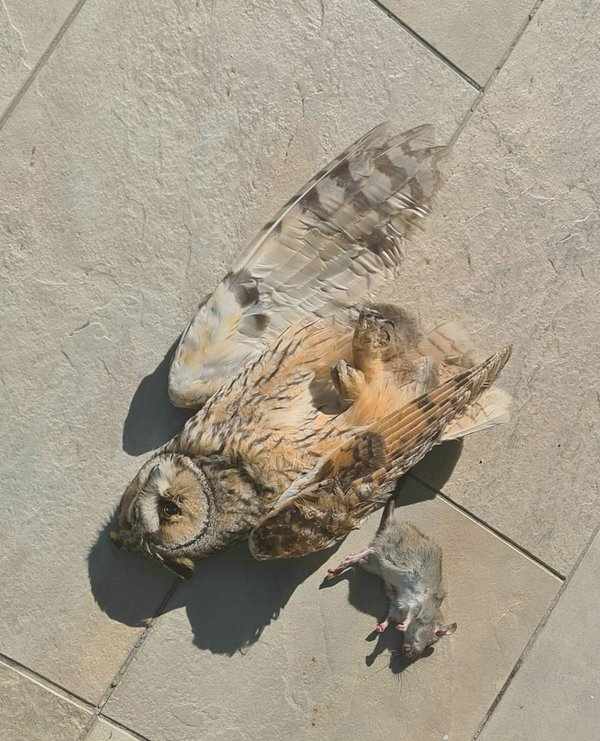 Ένας νεκρός αρκόθουπος δίπλα στη λεία του σε μια πόλη της Κύπρου