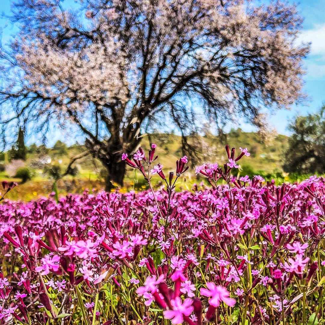 Ένα χωριό που μυρίζει Άνοιξη