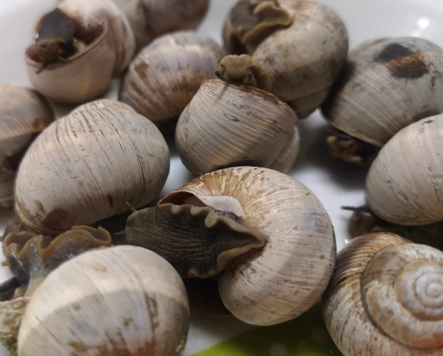 Φεστιβάλ Καραόλου Τερσεφάνου 2024