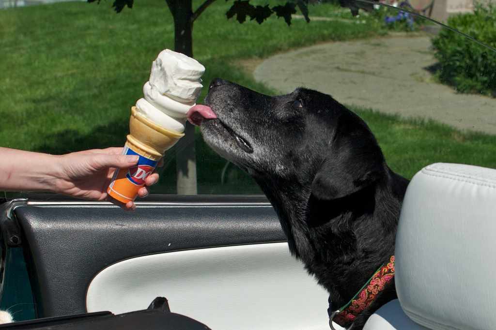 Delicious Cypriot ice cream  suitable for dogs
