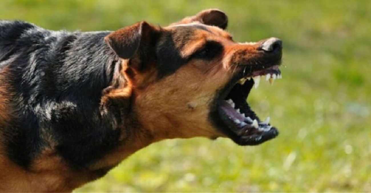 Σκύλος επιτέθηκε σε 10χρονη και 55χρονη
