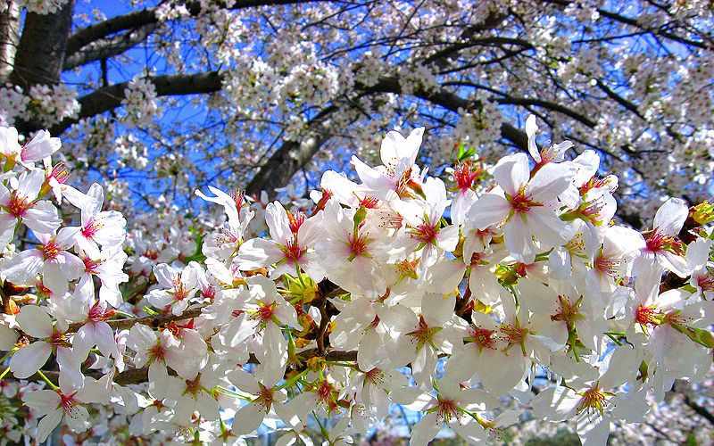 Spring in Cyprus