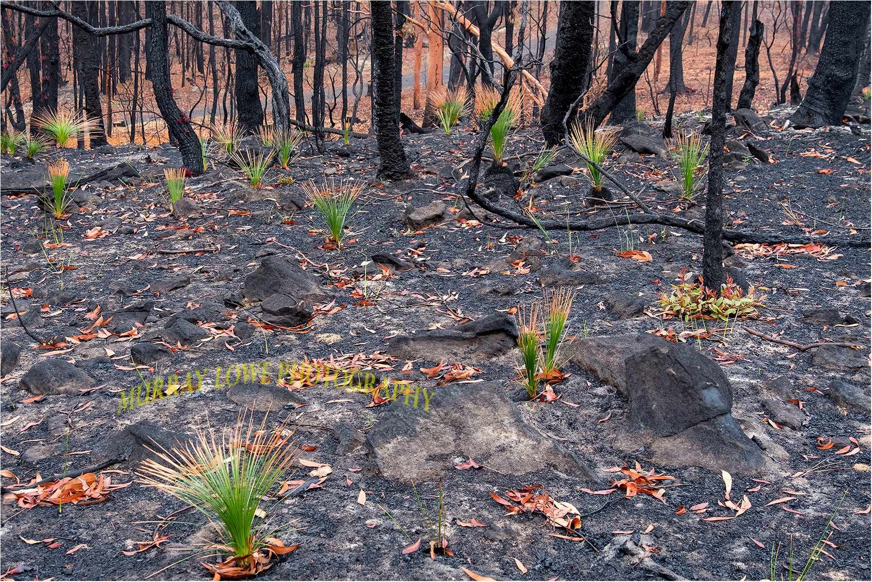Гибнут ели. Лес Австралии после пожара. Природа после пожара. Деревья после пожара. Лес до пожара и после.