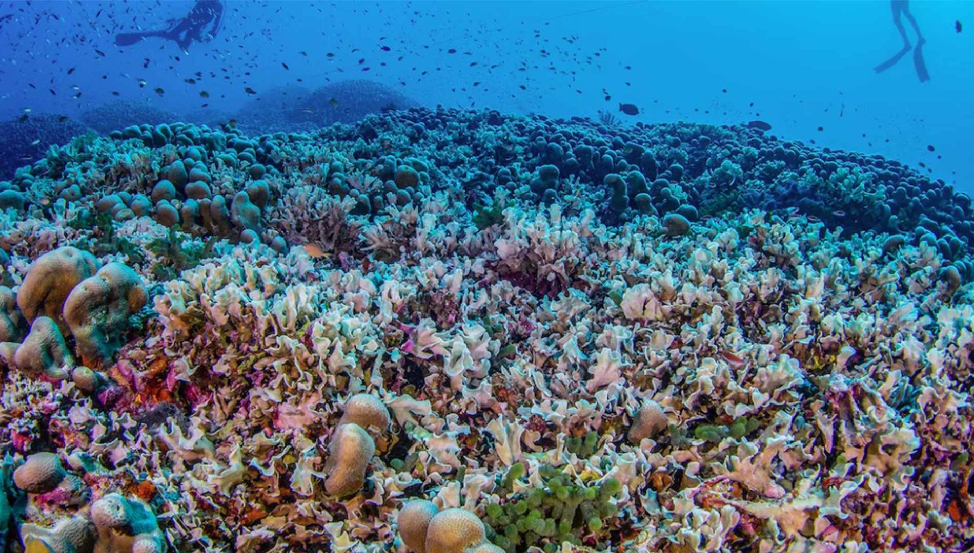 Νησιά Σολομώντα
